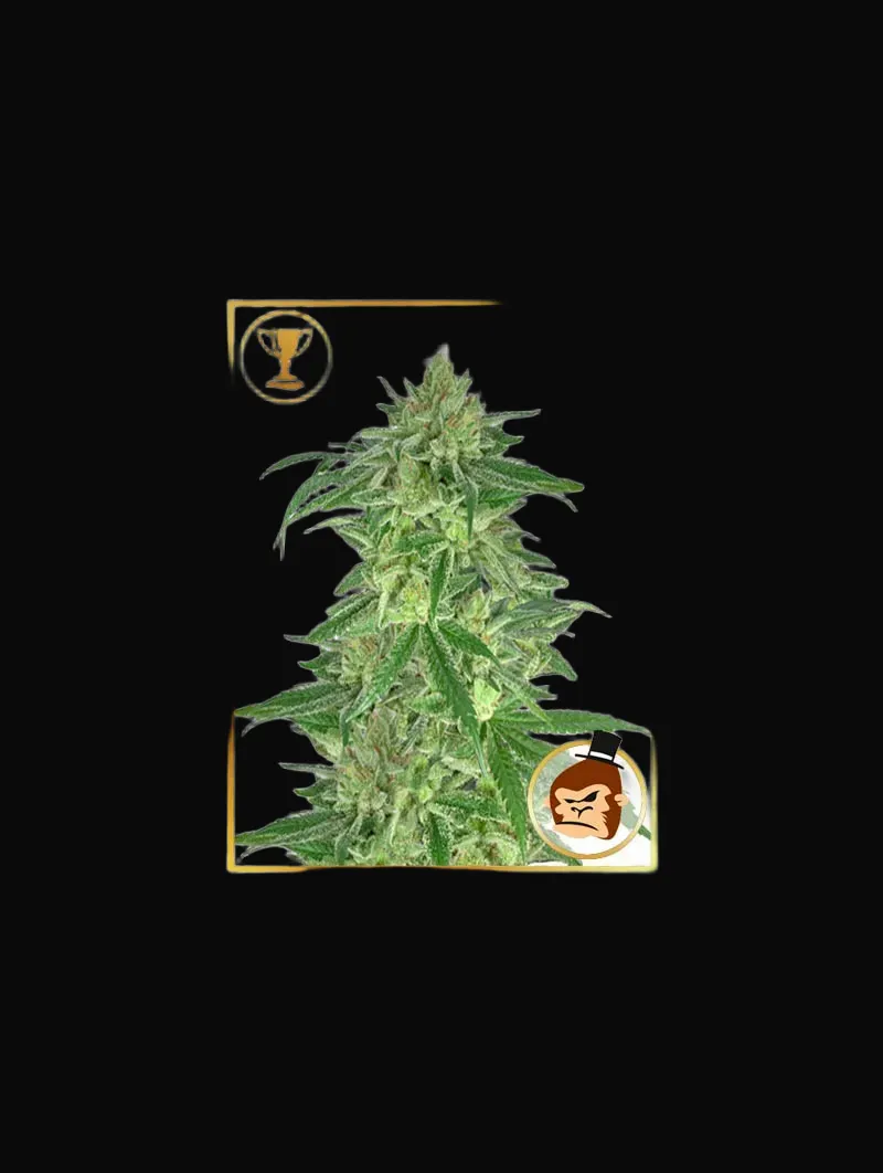 Mr. Gorilla Cream