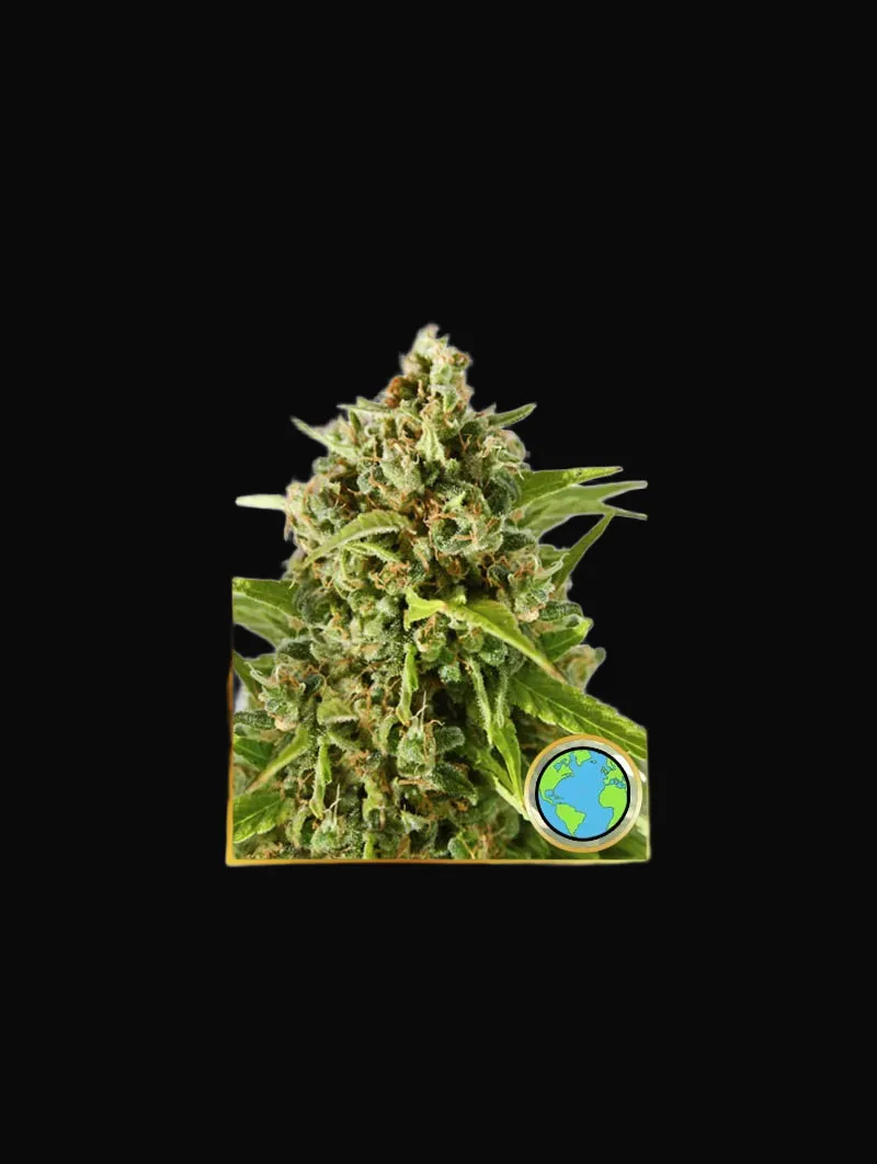 Mr. Mother Earth