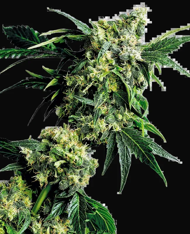 Mr. Nice G13 X Hash Plant