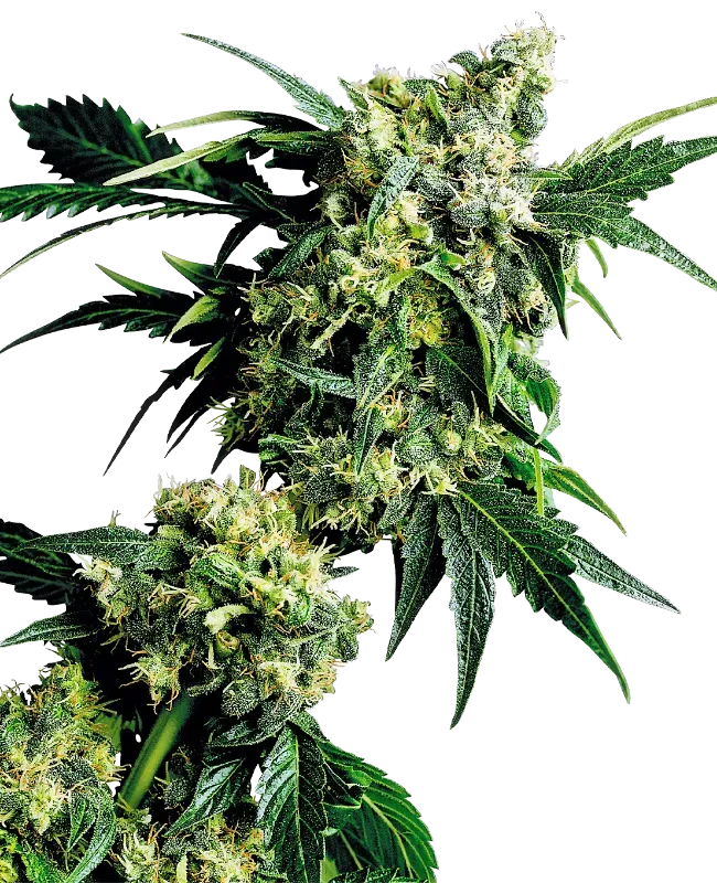 Mr. Nice G13 X Hash Plant