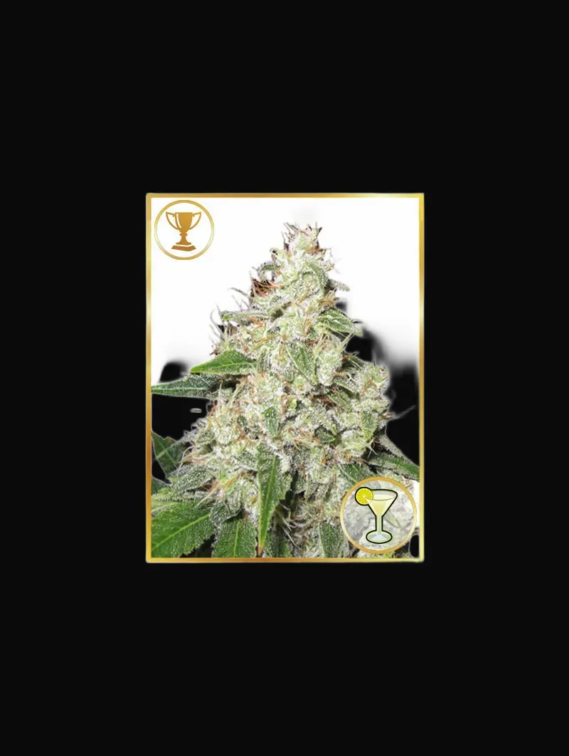 Mr. Sour-R