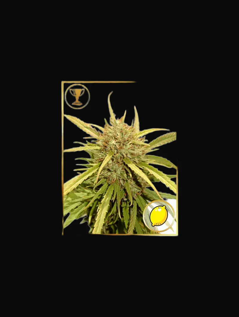 Mr. Sugar Lemon Haze