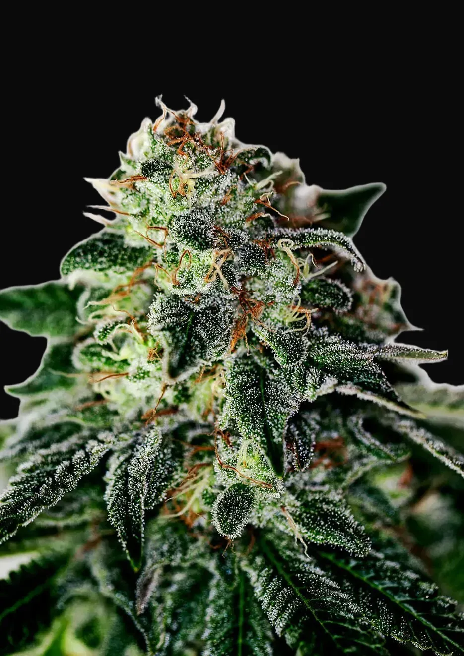 Mystic Cookie Auto