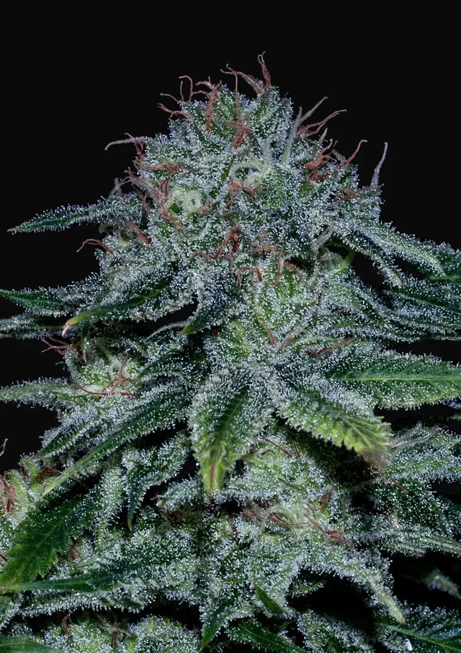 Mystic Cookie