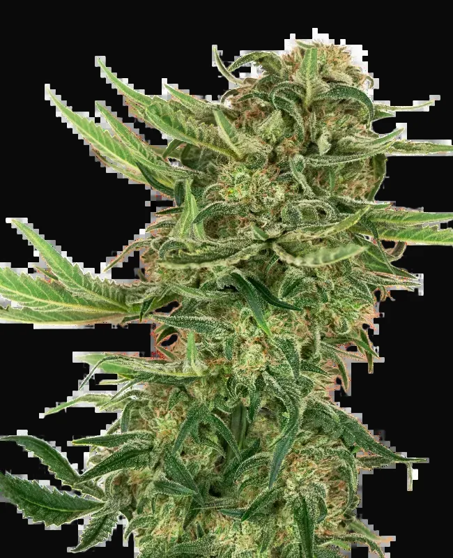 N13 Kush Feminized