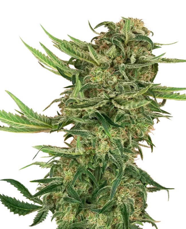 N13 Kush Feminized