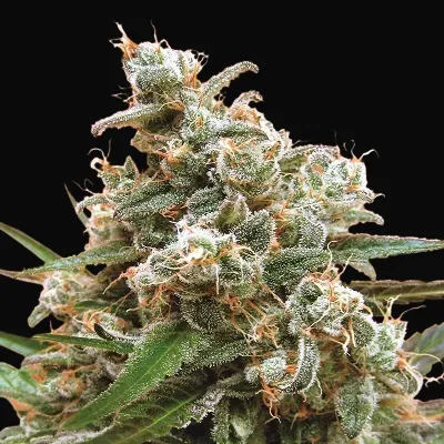 Nepal Jam