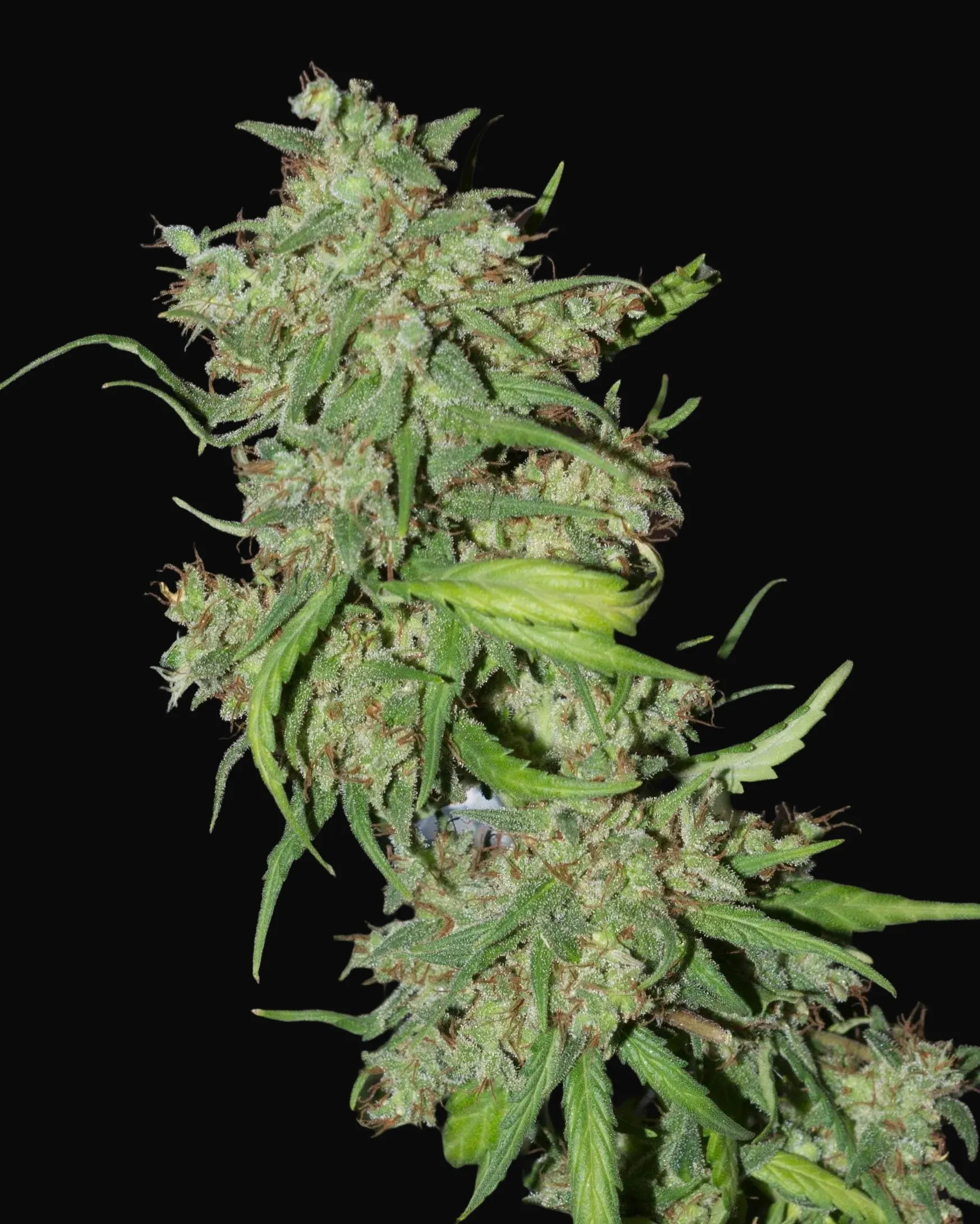 Neville's Haze Mango