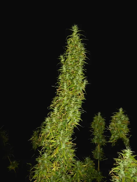 Neville's Skunk