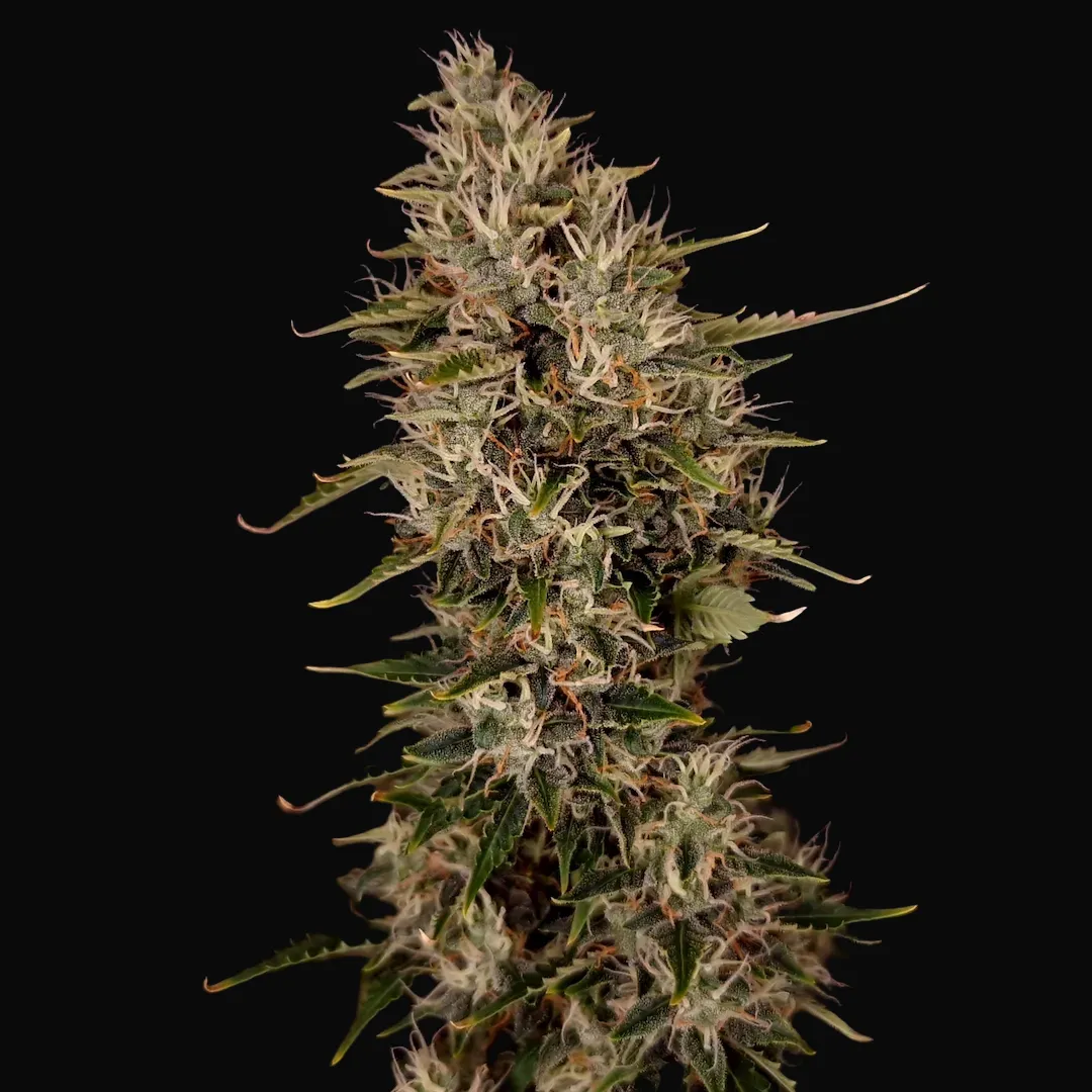 Niagara Auto