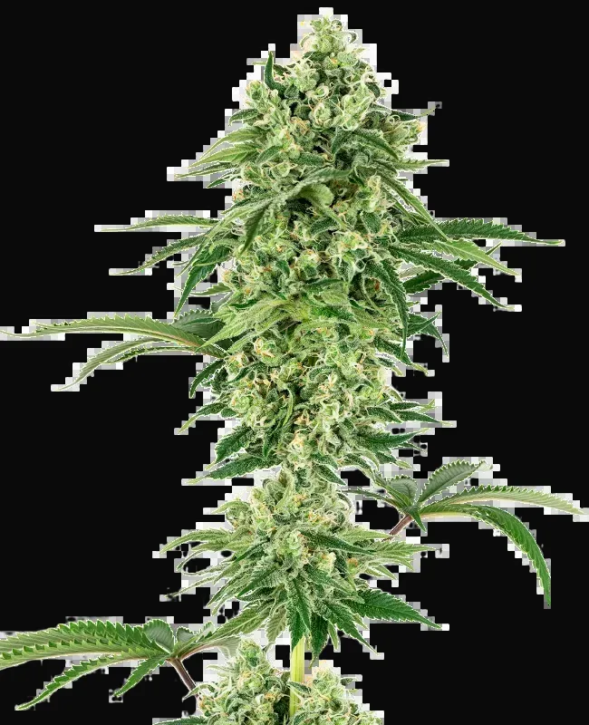 Nicole Hindu Kush Feminized