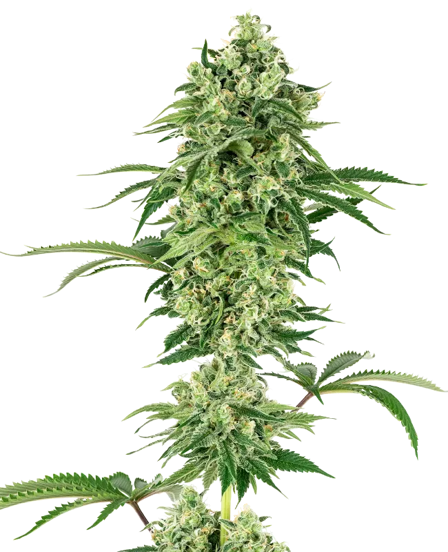 Nicole Hindu Kush Feminized