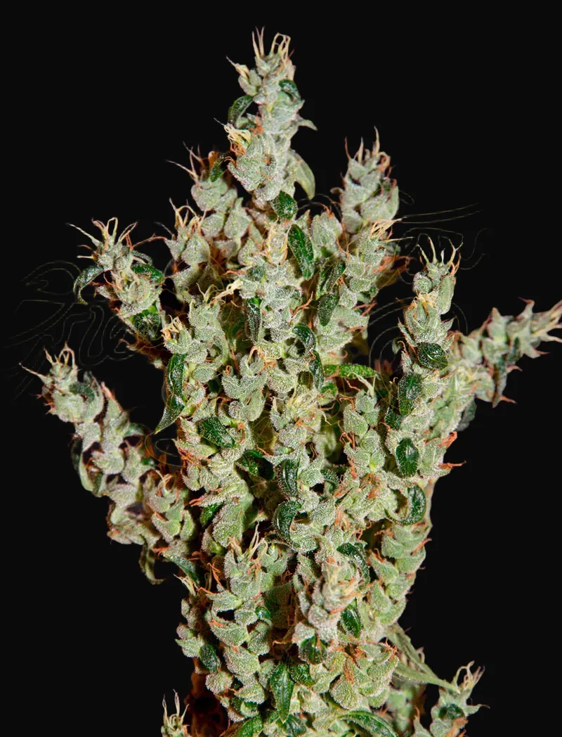 NL5 Haze Mist