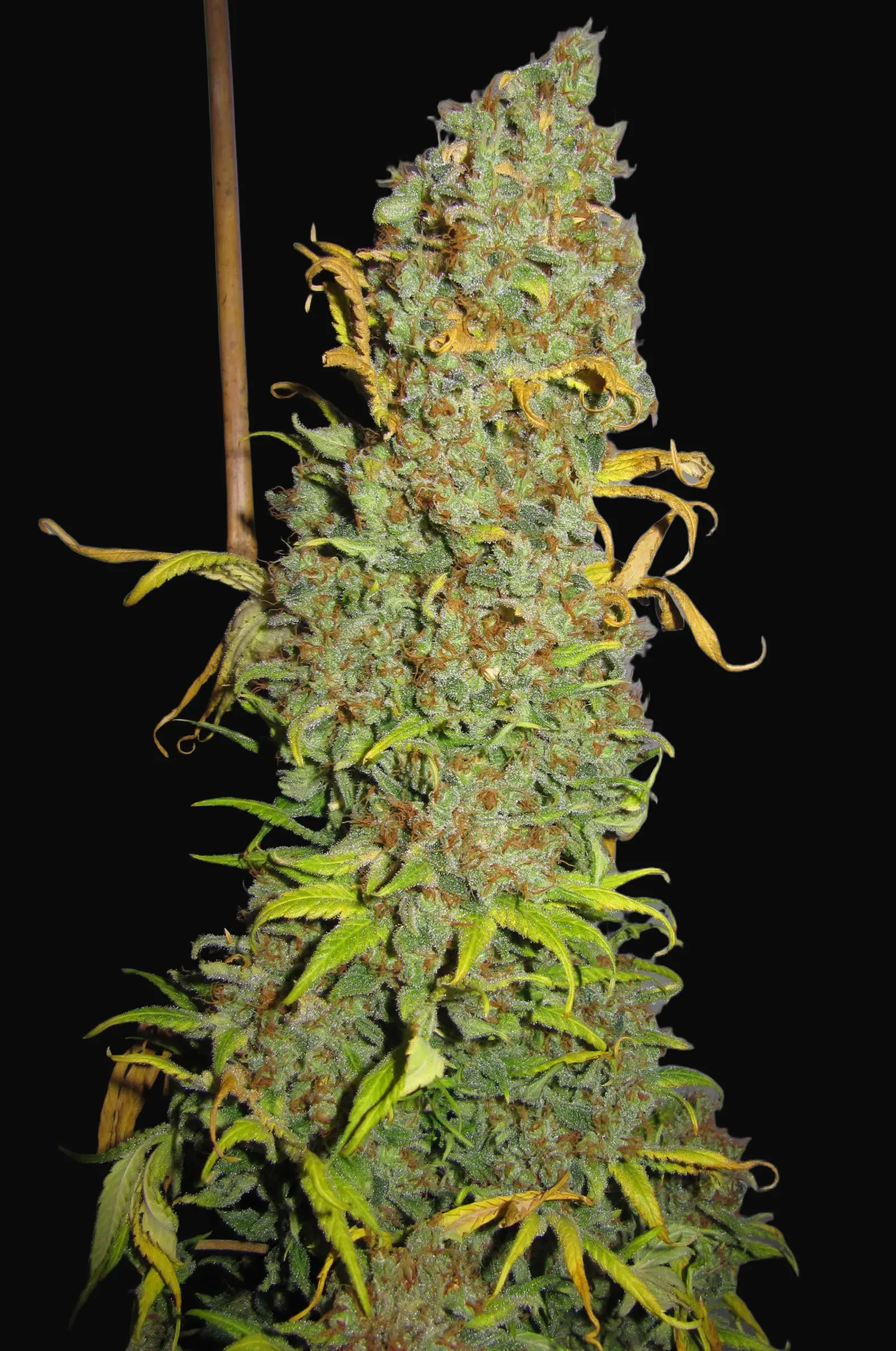 NL5 x Afghan