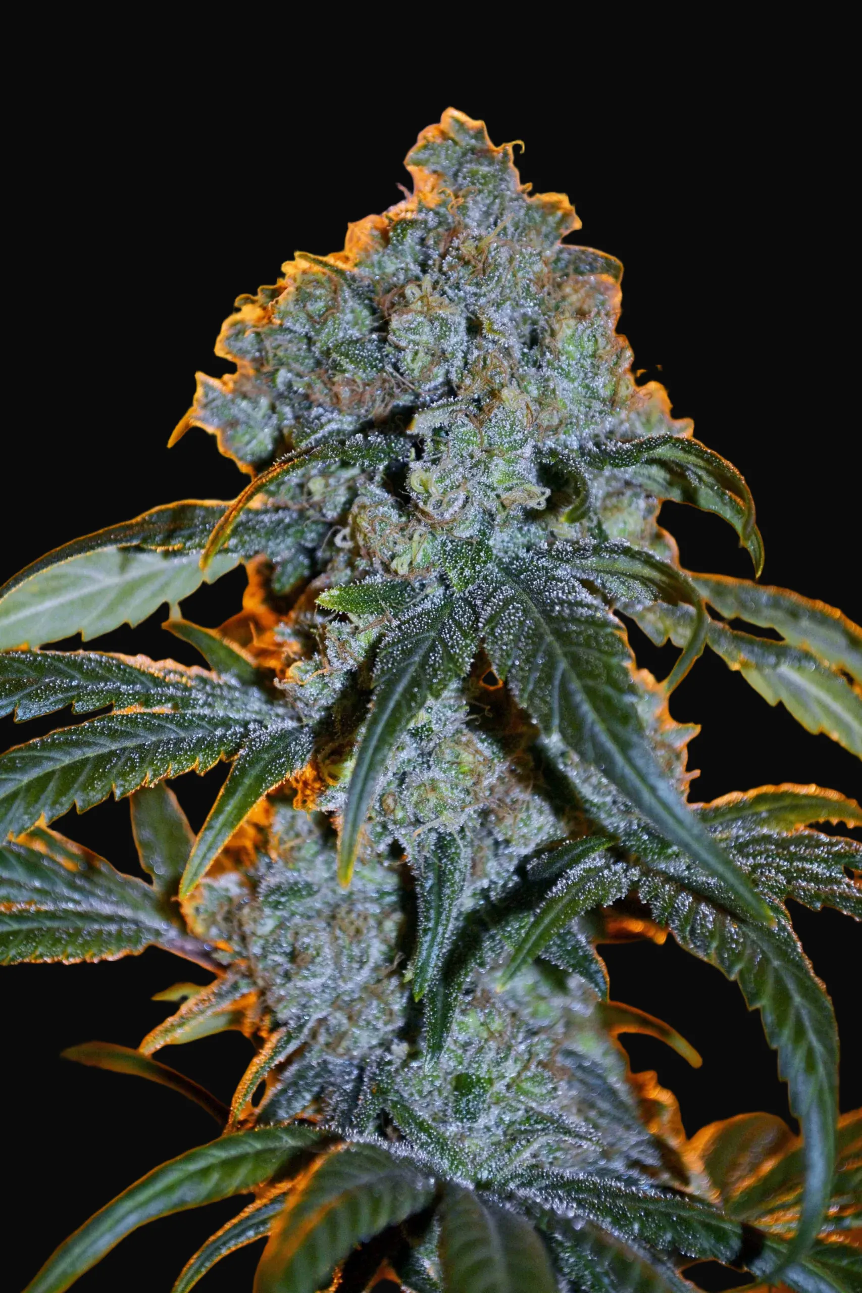 NL5 x Haze