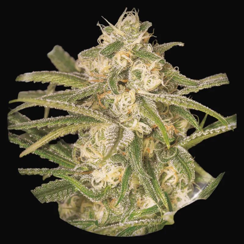 No Name Auto