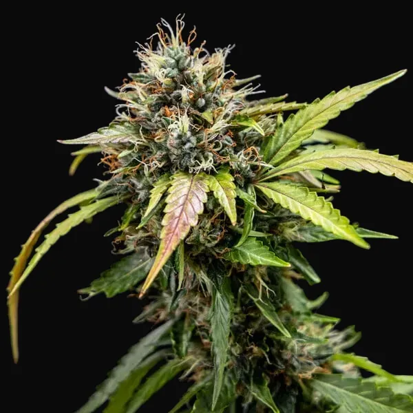 North Thunderfuck Auto