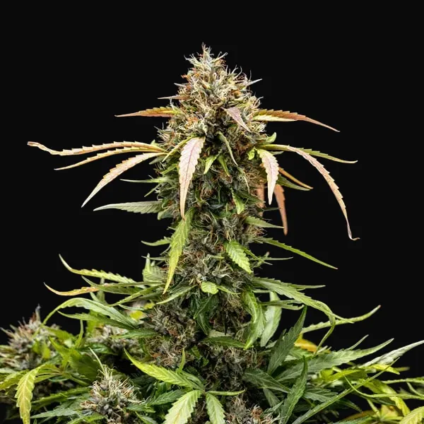 North Thunderfuck Auto