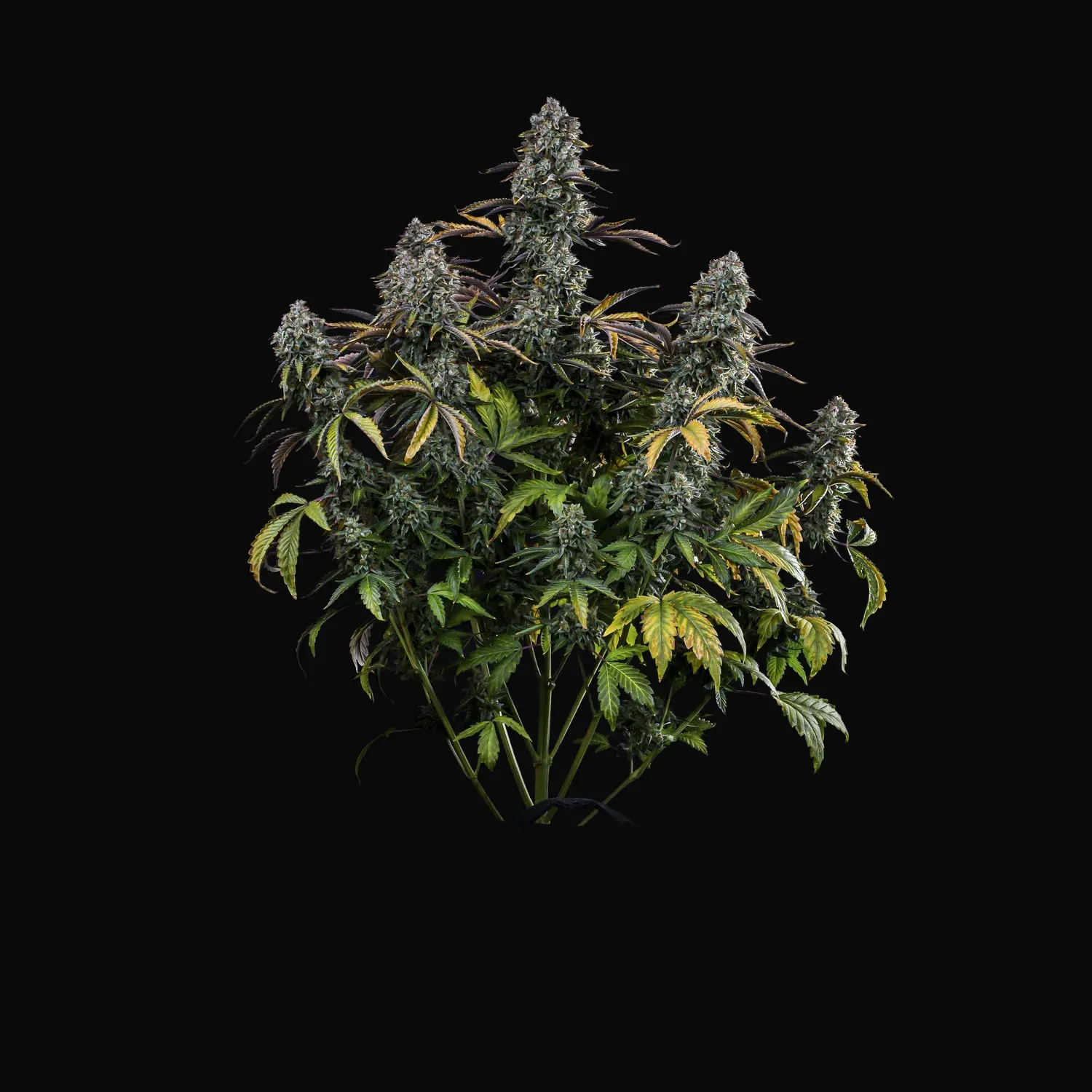 Northern Cheese Haze Auto