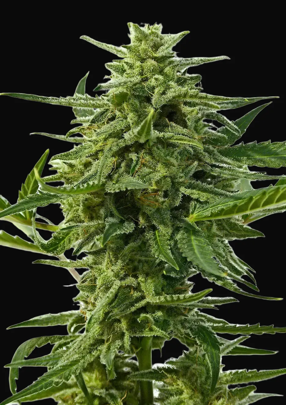 Northern Haze Auto