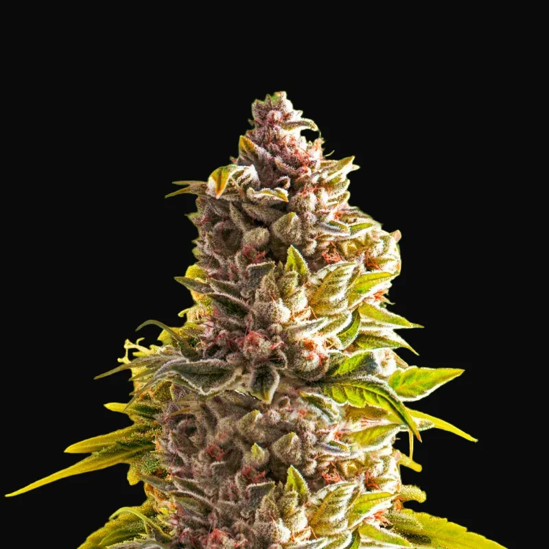 Northern Light Auto