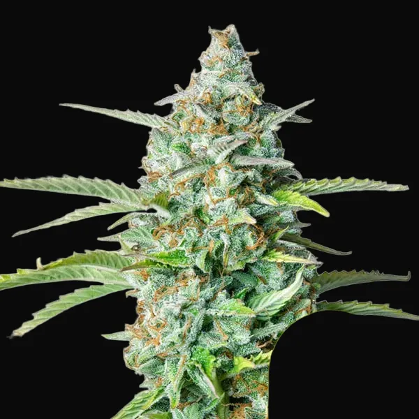 Northern Light Auto