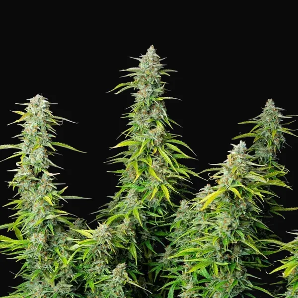 Northern Light Auto
