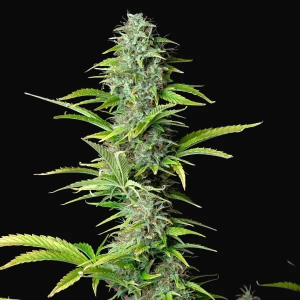 Northern Light Auto