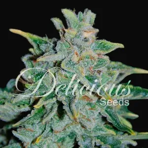 Northern Light Blue Auto