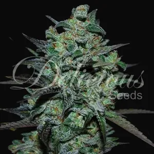 Northern Light Blue THC-Free
