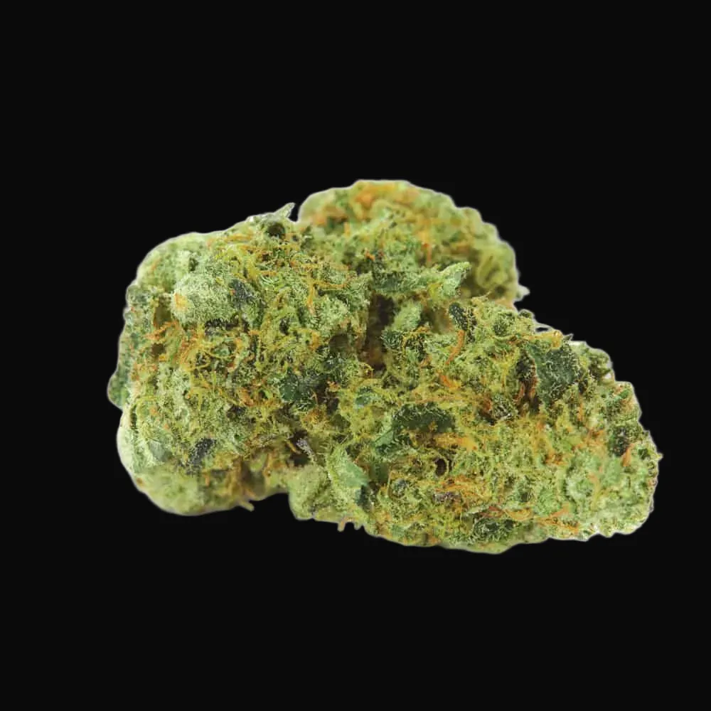 Northern Light