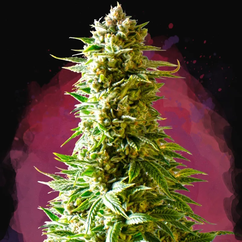Northern Light