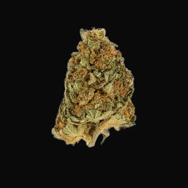 Northern Light