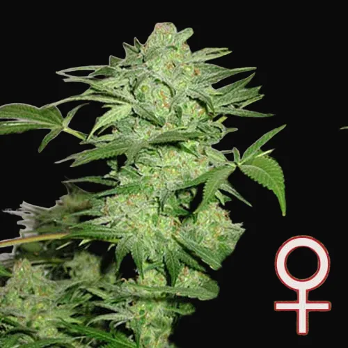 Northern Light Special