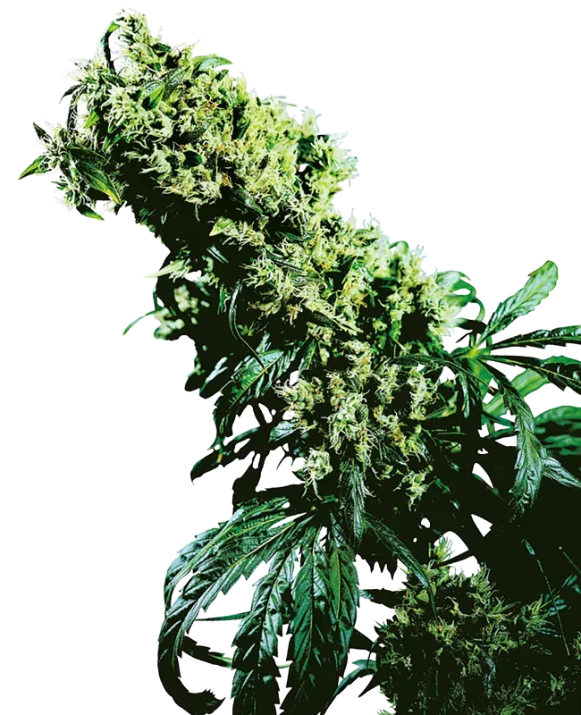 Northern Lights #5 X Haze Feminized