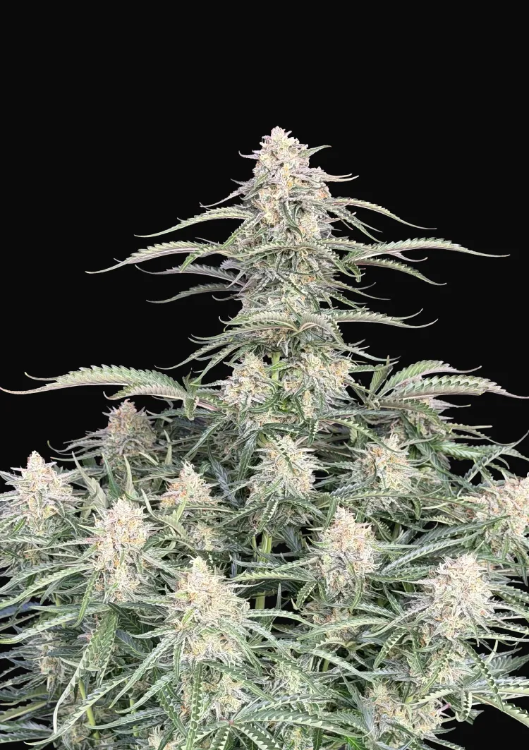 Northern Lights Auto