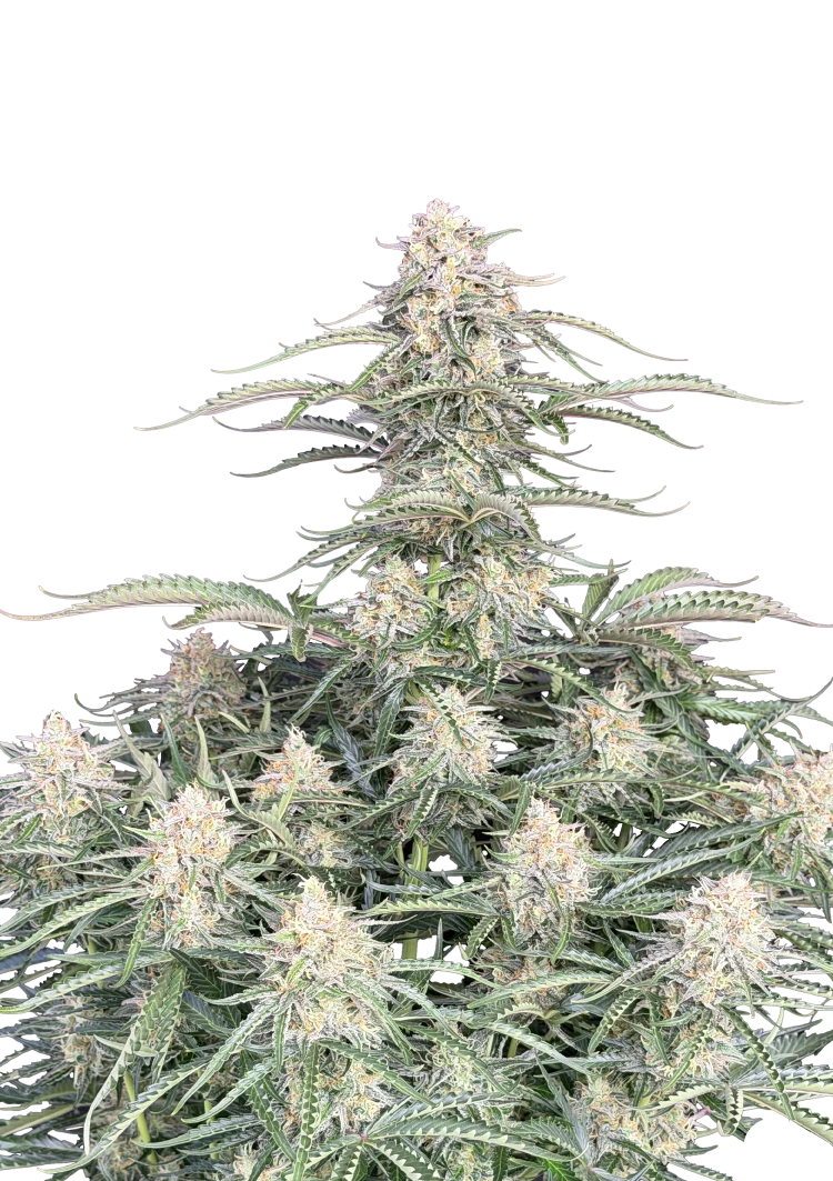 Northern Lights Auto