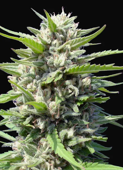 Northern Lights Auto