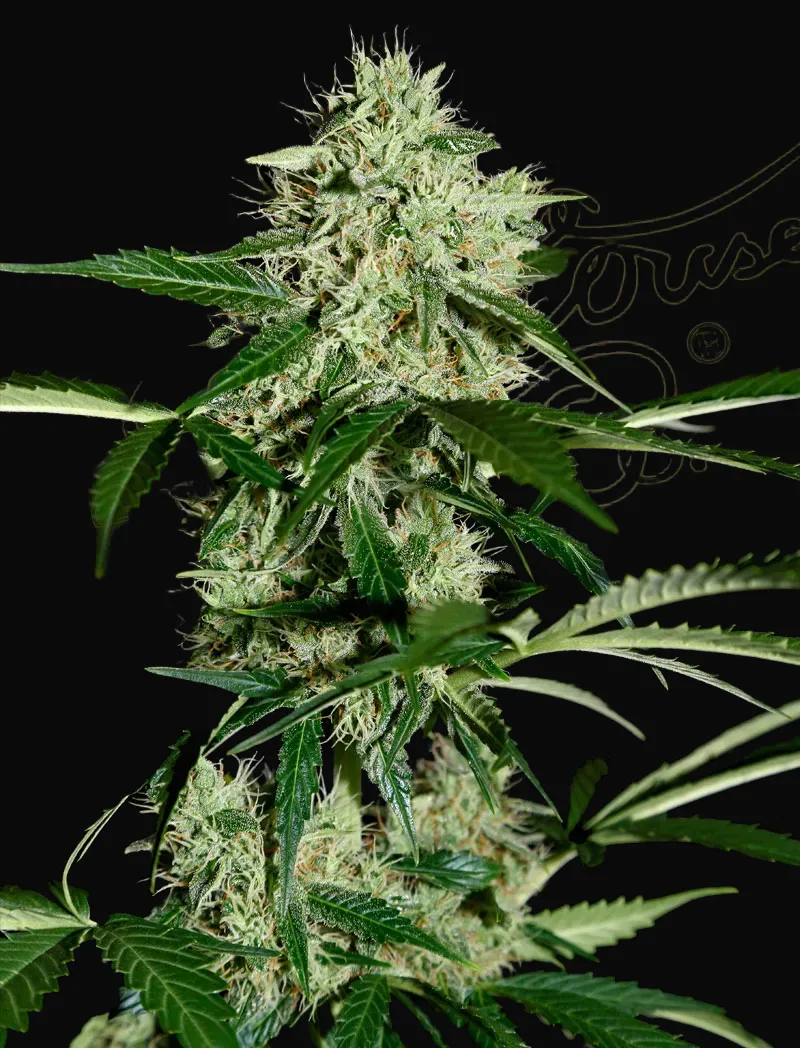 Northern Lights Auto