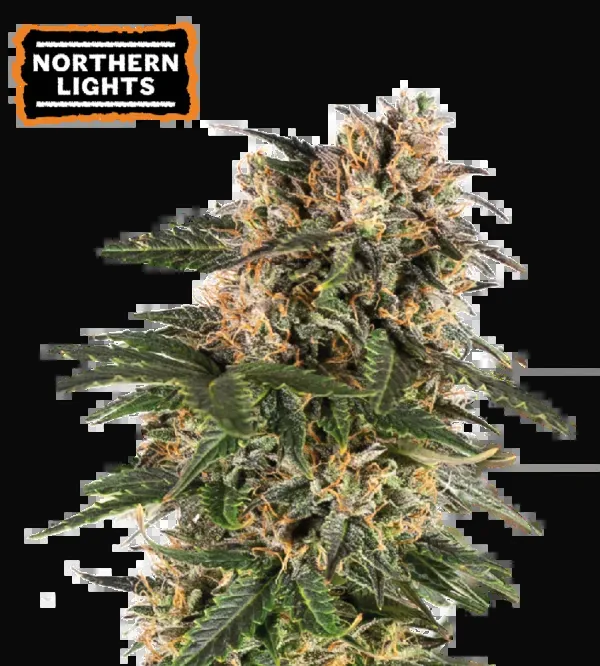 Northern Lights Auto