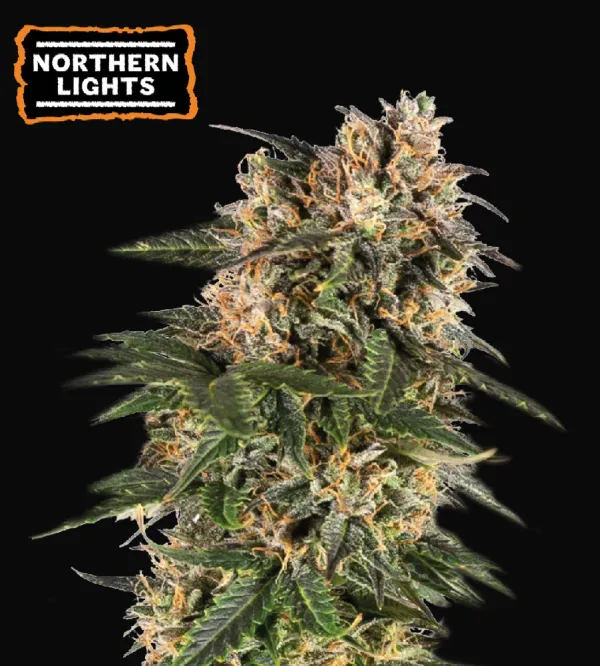 Northern Lights Auto