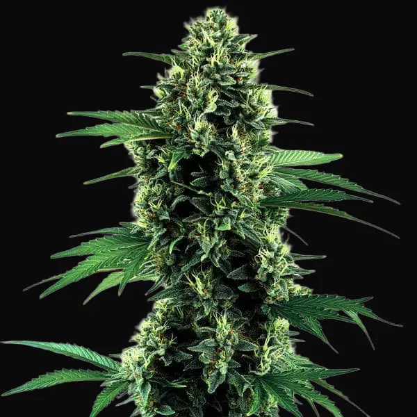 Northern Lights Autoflower