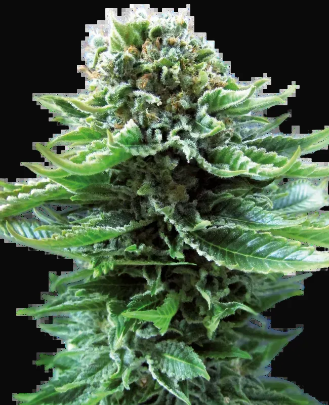 Northern Lights Automatic