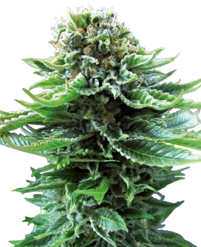 Northern Lights Automatic