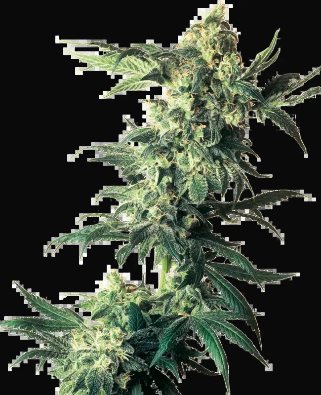 Northern Lights Feminized