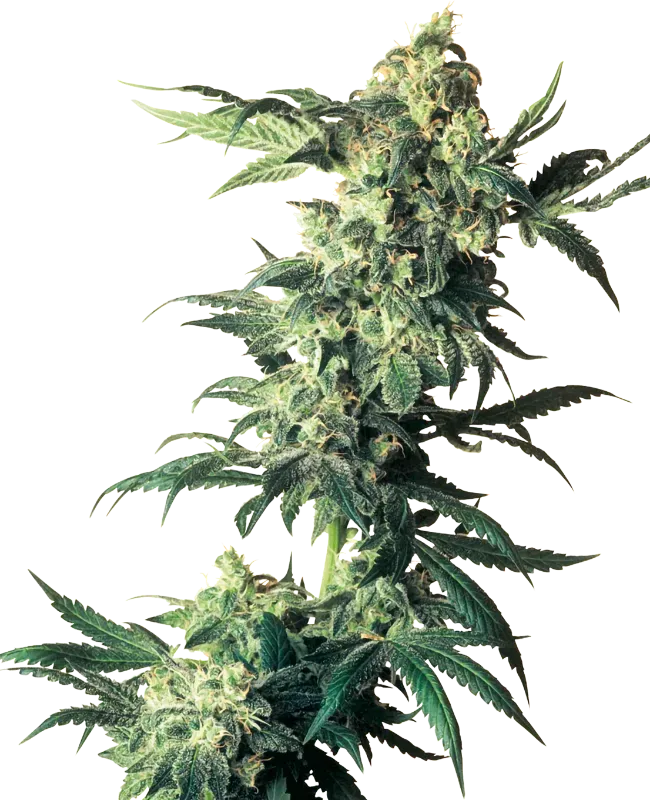 Northern Lights Feminized