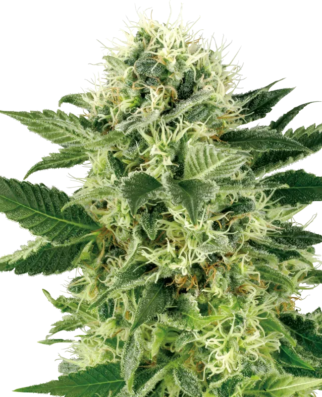 Northern Lights Feminized