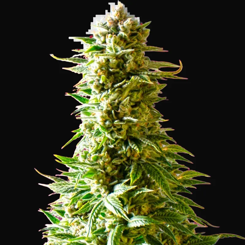 Northern Lights