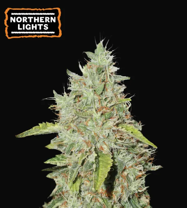 Northern Lights
