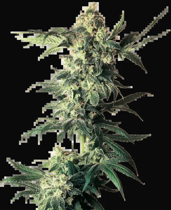 Northern Lights